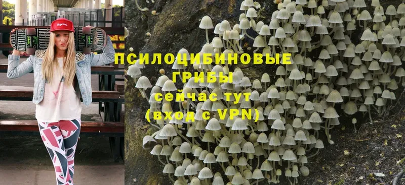 Псилоцибиновые грибы Psilocybe  Ульяновск 